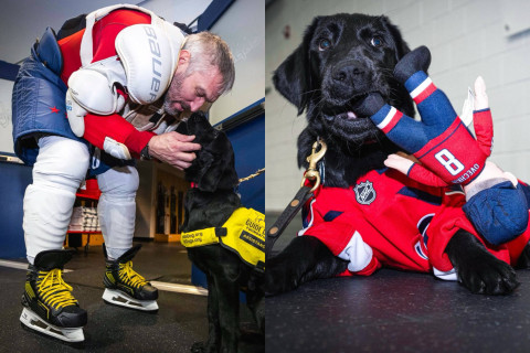 Legendary hockey star Alexander Ovechkin honored with “Ovi” labrador - VIDEO