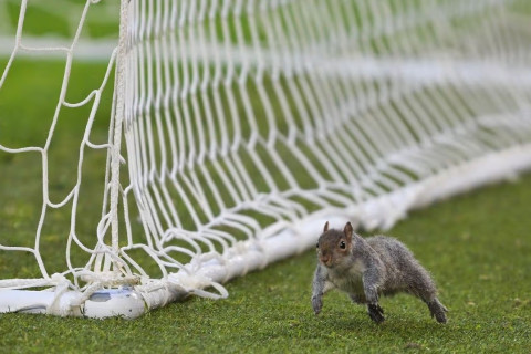 Dələ ilə stadionda qaçdı-tutdu oyunu - VİDEO