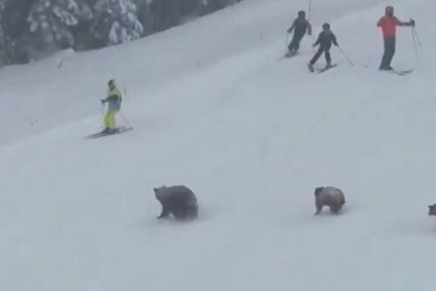 Медведи выбежали на горнолыжную трассу в США
