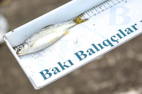 Mingəçevirdə idman federasiyaları arasında balıq ovu festivalı keçirilib - FOTO/VİDEO