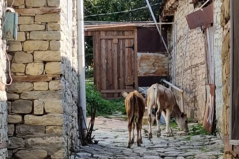Dambrauskas Azərbaycanda səyahətə çıxdı
