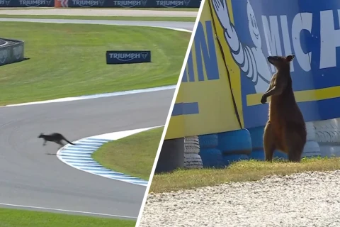 Kenquru “MotoGP” yarışını dayandırdı - VİDEO