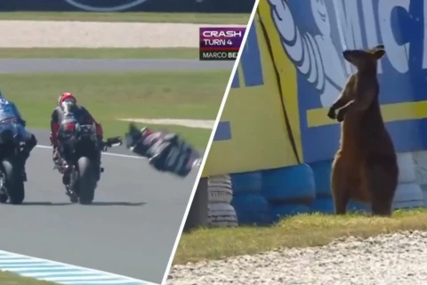 Kangaroo interrupts MotoGP practice at Australian Grand Prix